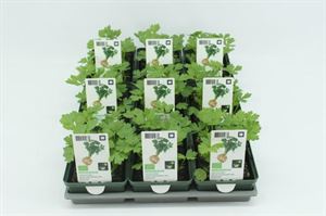 Bild von Selderij. knolselderij